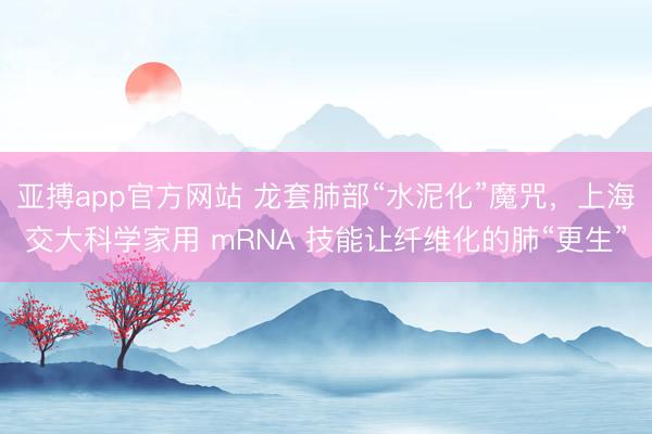 亚搏app官方网站 龙套肺部“水泥化”魔咒，上海交大科学家用 mRNA 技能让纤维化的肺“更生”