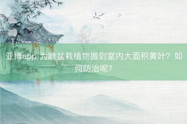 亚博app 为啥盆栽植物搬到室内大面积黄叶？如何防治呢？